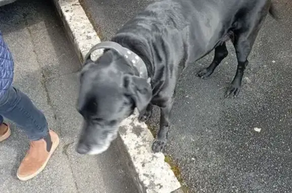 Labrador noir trouvé Rue Boileau, Thouars - photo