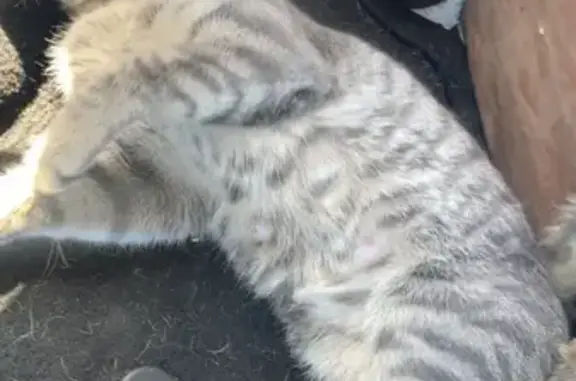 Lost Grey & White Tabby in Glendale