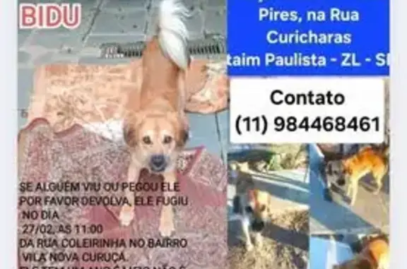 Cachorro Caramelo Perdido em São Paulo
