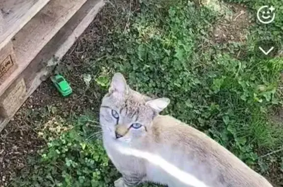 Chat crème aux yeux bleus disparu - photo