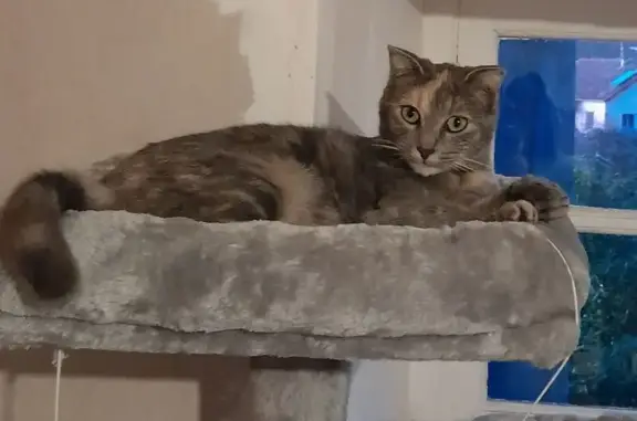 Petite chatte grise perdue à Altillac - photo