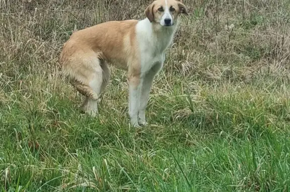 Chien trouvé , photo: Chien mâle blanc/roux peureux trouvé Sère