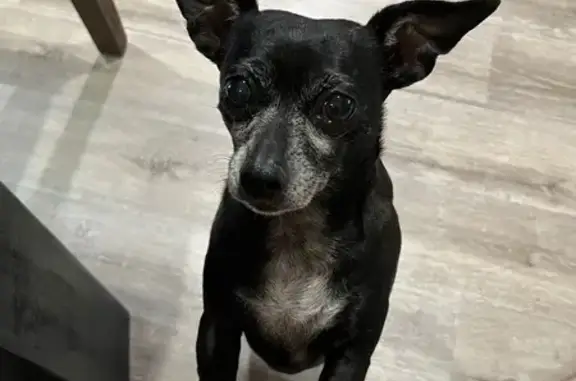 Lost Chihuahua Mix: Blackie on Eureka St.