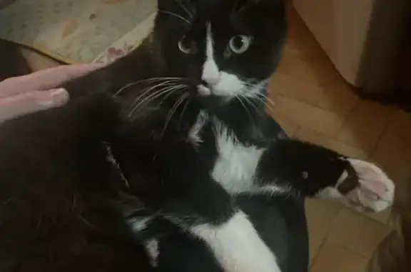 Chat perdu : Charli, noir et blanc, sociable - photo