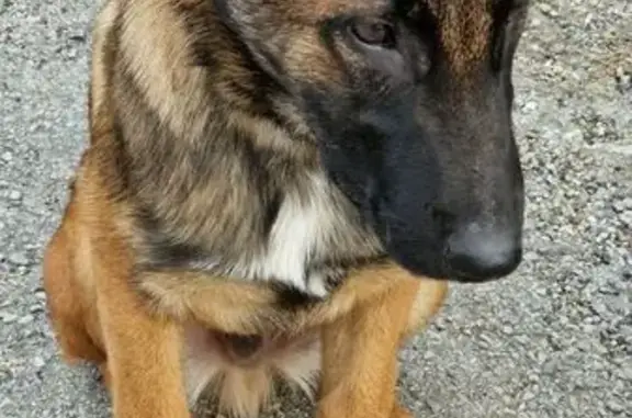 Animaux trouvés , photo: Chien malinois trouvé à Nîmes