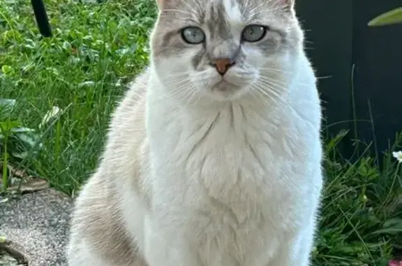 Chat perdu, Rosières-près-Troyes, photo: Chat mâle blanc-crème perdu, sans queue