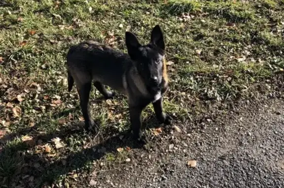 Malinois 16 mois perdu, récompense offerte - photo
