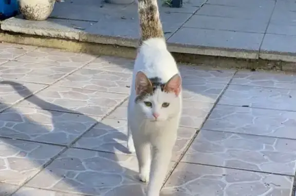 Animaux trouvés Creutzwald, photo: Chatte trouvée à Creutzwald, très sociable