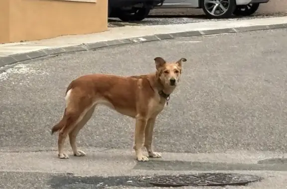 Chien trouvé Leucate, photo: Chien brun/beige trouvé, craintif à Leucate