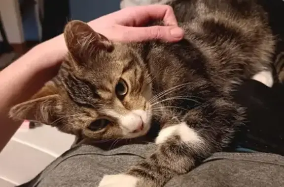 Chaton tigré non identifié perdu à Cherbourg - photo