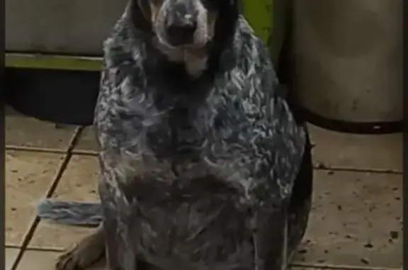 Cão Idoso Perdido: Malhado Branco e Preto