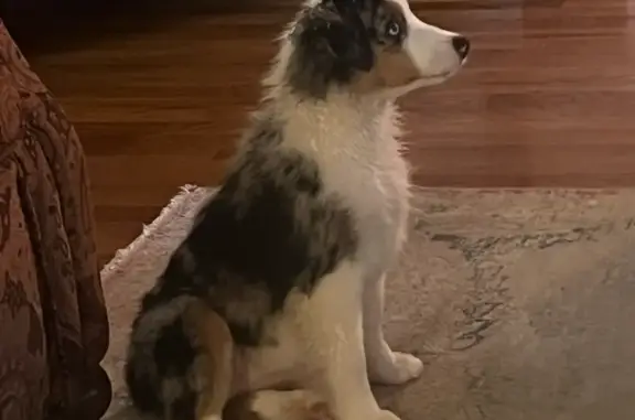 Lost Blue Merle Aussie on Lambert Rd