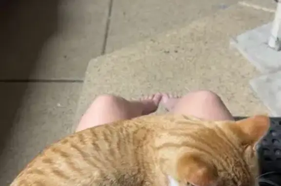 Lost Orange Tabby Leo in Grayslake, IL