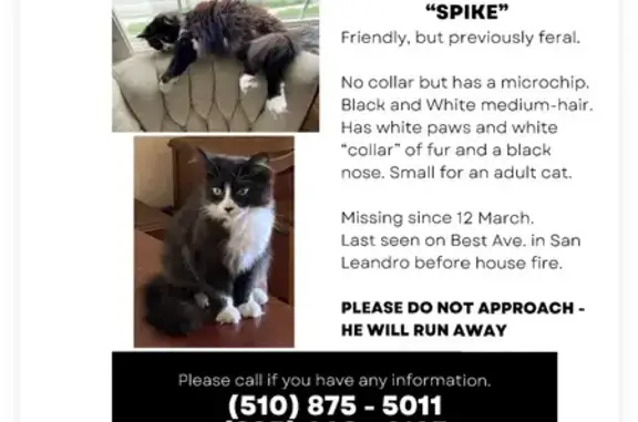 Help Find Spike: Lost Tuxedo Cat in Fire