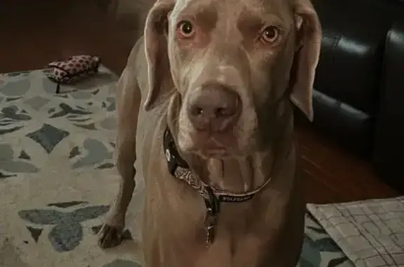 Missing Weimaraner: Help Find Wrangler!