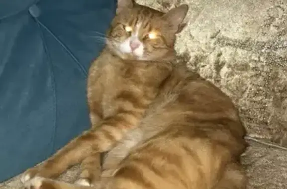 Animaux perdus Strasbourg, photo: Chat orange et blanc disparu à Strasbourg