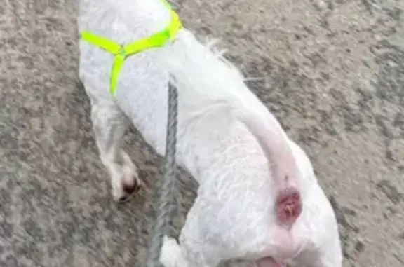 Lost Albino Dog on North Clyde St