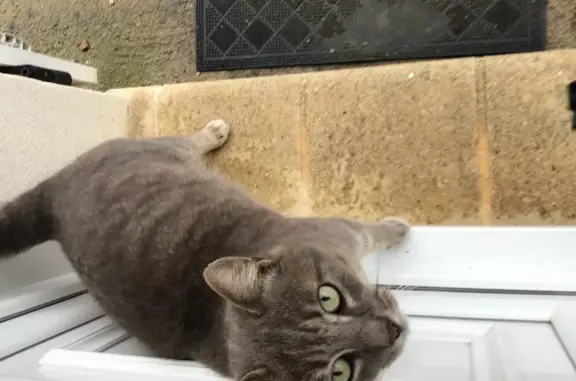 Chat gris câlin trouvé Rue de l'Aubépine - photo