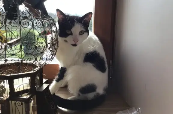 Jeune chatte noire et blanche trouvée à Rumilly - photo