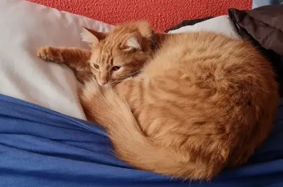 Procura-se Gata Laranja Desaparecida em SP
