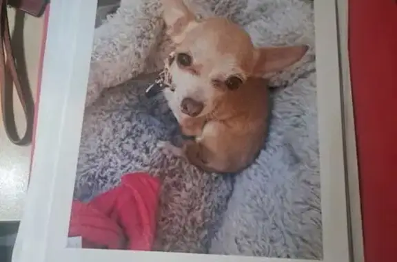 Lost Tan Toy Chihuahua - Emotional Support