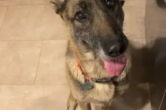 Lost German Shepherd in TN: Help Find Her!