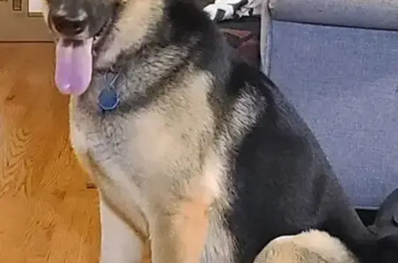 Lost: Small German Shepherd, Red Collar