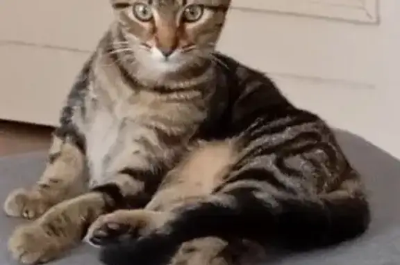 Chat perdu, Le Havre, photo: Chat tigré mâle perdu au square St Roch