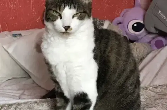 Chatte tigrée disparue à Charonville - photo