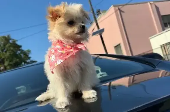 Lost Friendly White Dog in Elizabeth - Help!