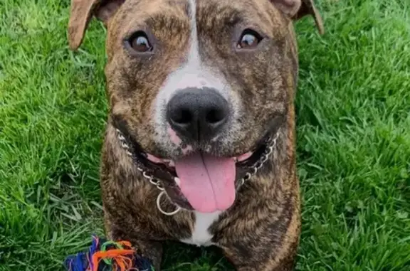 Lost Brindle Pitbull 'Kaiju' in Berwyn