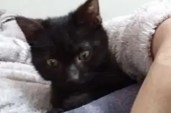 Chaton noir 6 mois perdu, Ziggy, Condat-sur-Vienne - photo