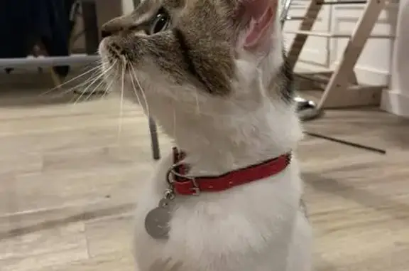 Chat perdu, Cormontreuil, photo: Chatte tricolore perdue à Cormontreuil