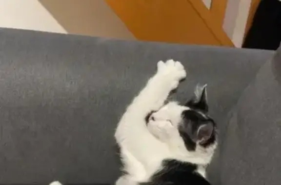 Chat perdu, Ars-sur-Moselle, photo: Chat perdu à Ars-sur-Moselle