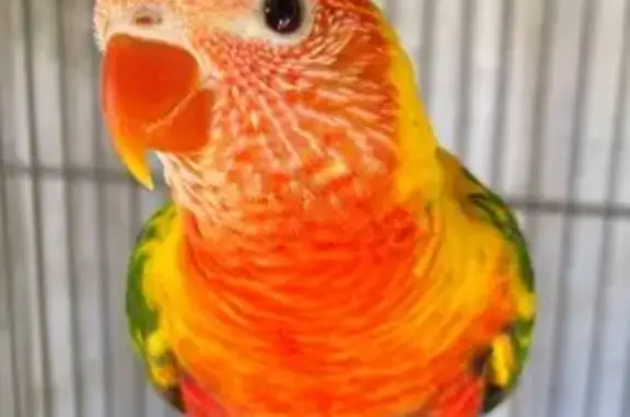 Lost Lorikeet: Yellow, Orange, Green & Purple