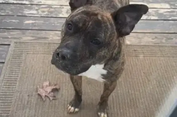 Lost Brindle Pit Mix in Louisa, VA Area