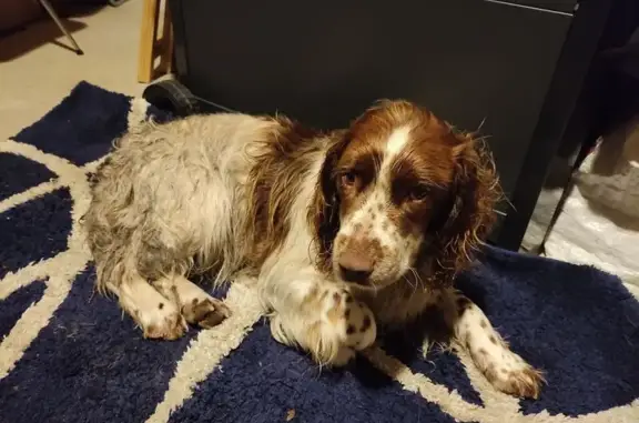 Animaux trouvés , photo: Chien type Setter anglais trouvé en Corrèze