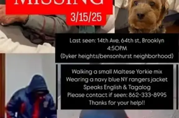 Help Find JJ: Missing Maltese Yorkie