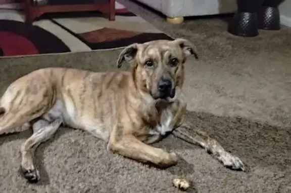 Lost Tiger-Striped Brindle Dog, Stone Mtn