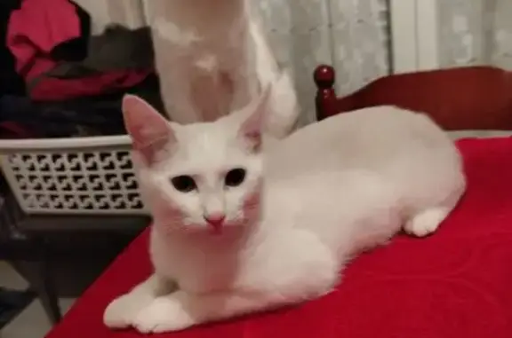 Animaux perdus , photo: Chatte blanche 7 mois disparue à Lucé