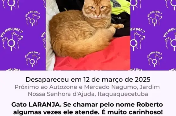 Gato Laranja Desaparecido em Itaquaquecetuba