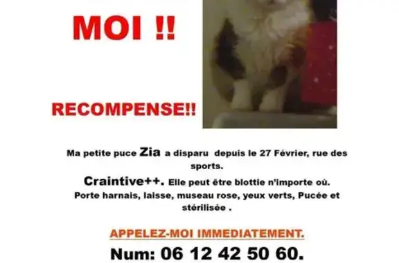 Animaux perdus Pontivy, photo: Chat perdu, Rue des Sports, Pontivy