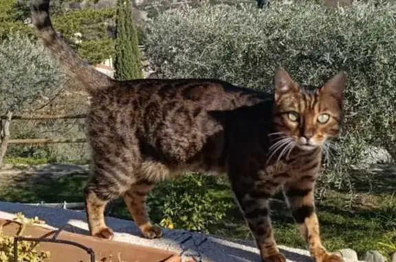 Bengal perdu à Volx, aide recherchée - photo
