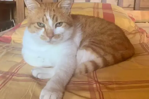 Chat roux mâle perdu à La Clusaz - photo