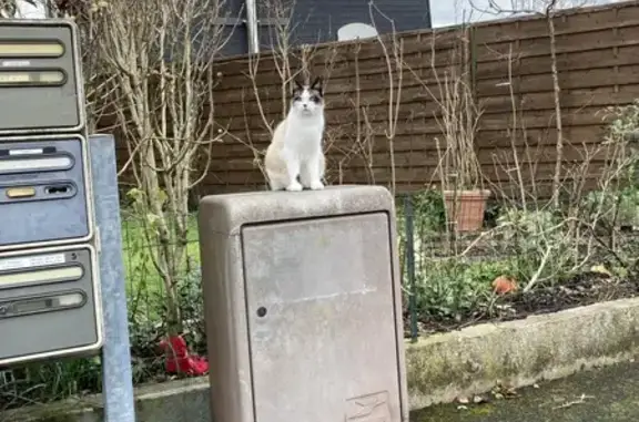 Chat perdu : Petit blanc yeux bleus, Montlouis - photo