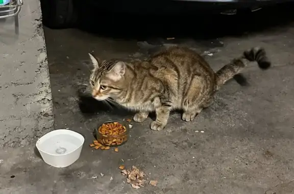 Jeune chat tigré trouvé, Avenue des Fleurs - photo