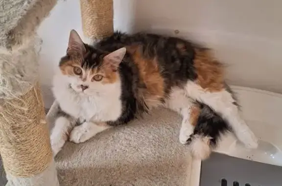 Chat perdu, , photo: Chatte peureuse disparue à Chaumot