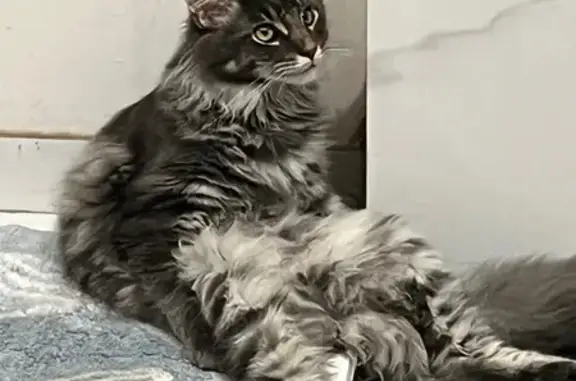 Animaux perdus Vagney, photo: Chat perdu : Main coon gris malade à Vagney