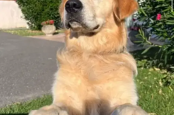 Chien Uma perdu à Tournefeuille - photo