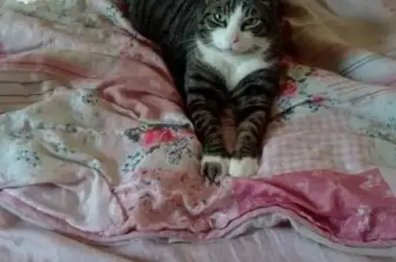 Animaux perdus Angoulême, photo: Chat perdu à Angoulême : Rue des Boissières